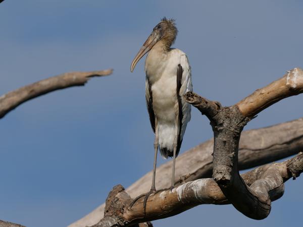 Kaalkopooievaar (Mycteria americana)